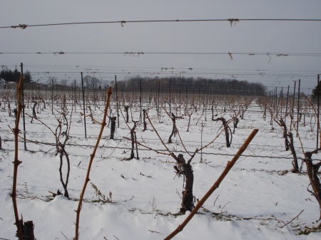 icewine_peller_vines.jpg