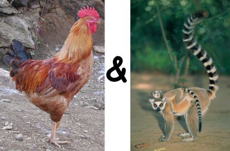 cockandtailanimals